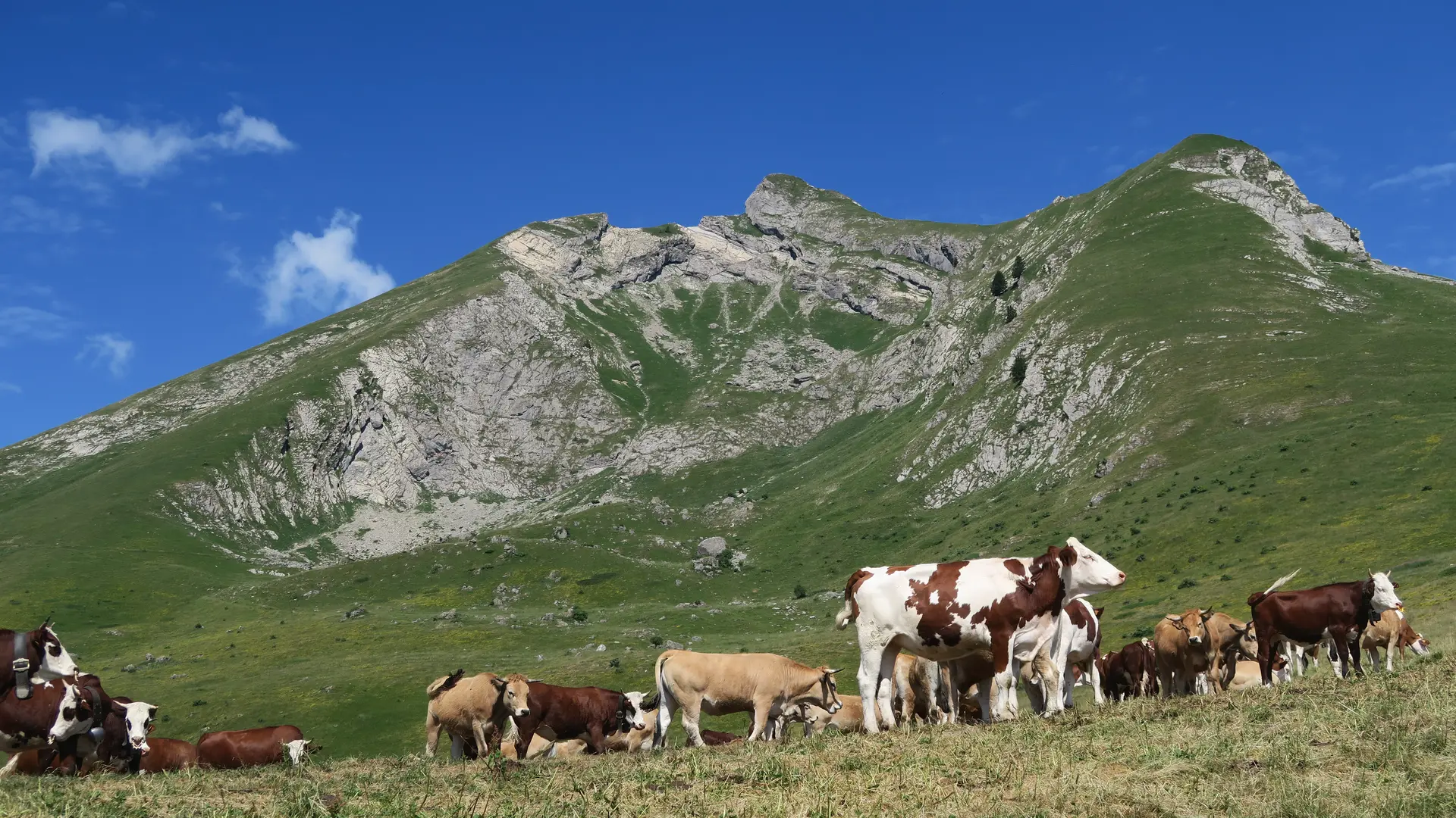Vaches en Alpage - Col de la Basse