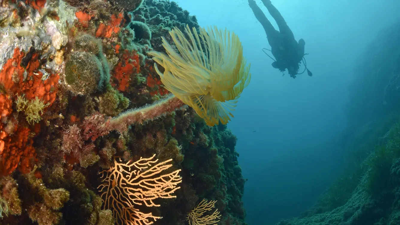 Centre de plongée Cap Plongée Six Fours