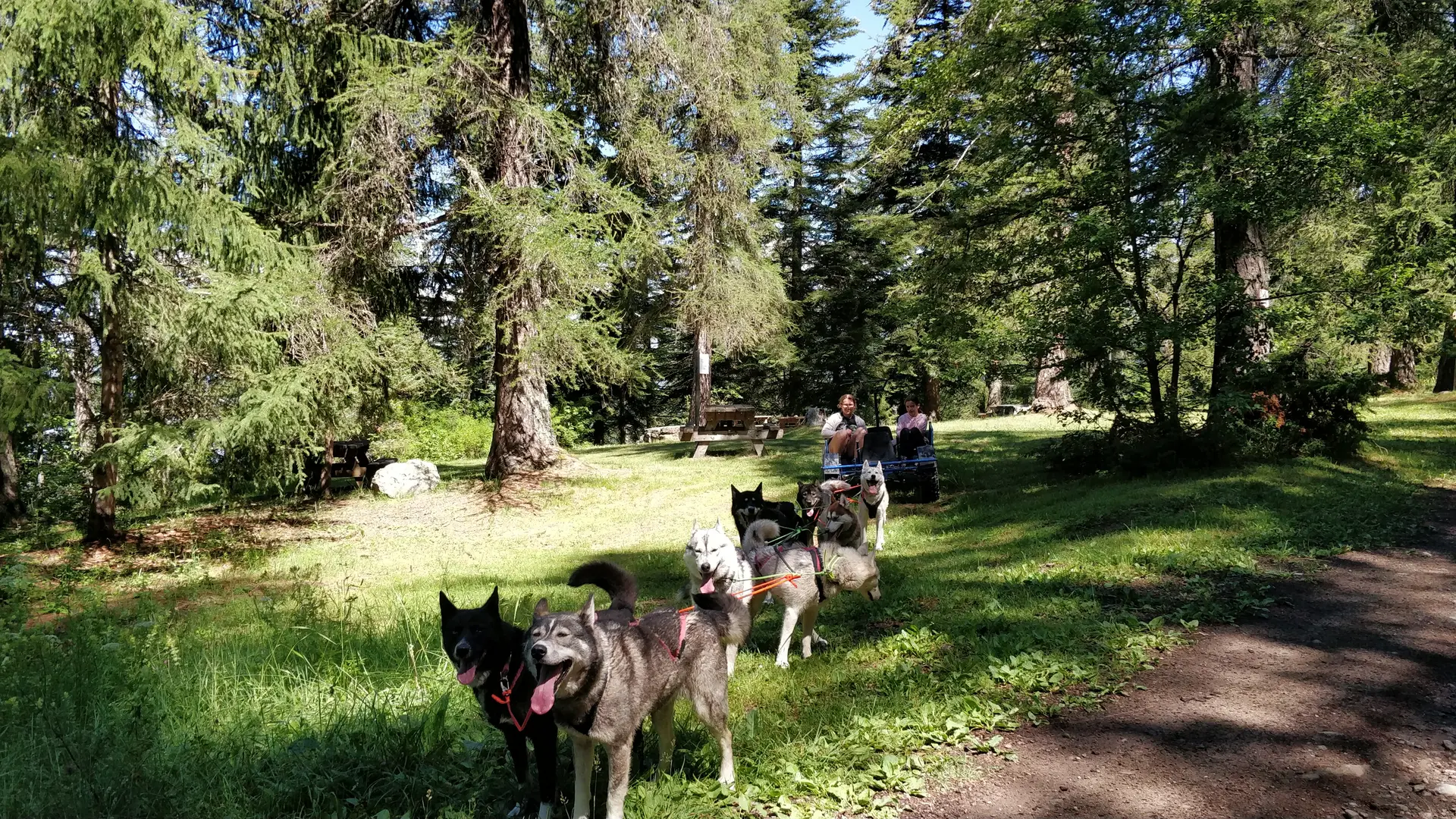 Cani-kart en forêt