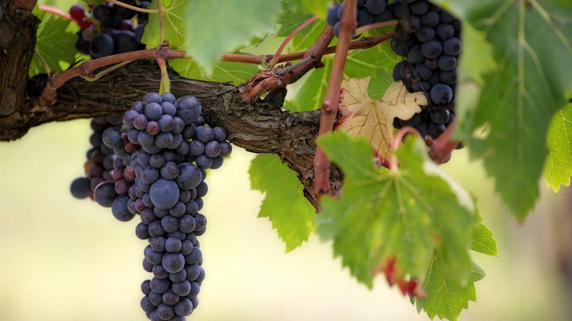 raisin noir vigne
