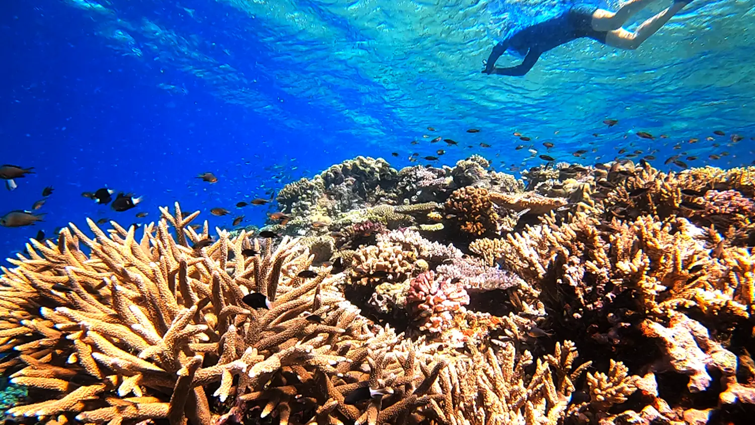 Above the corals