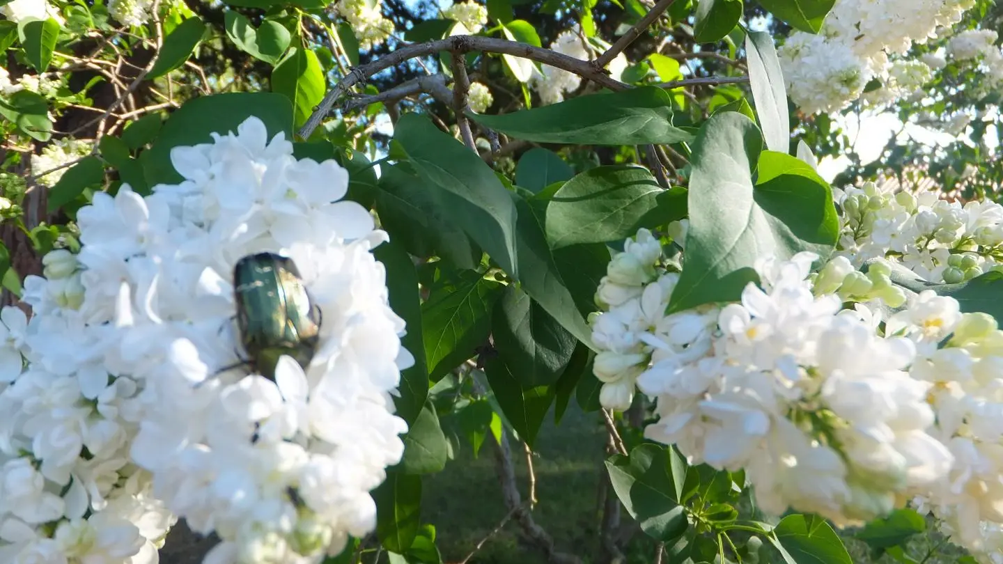 amitié entre un scarabée et le lilas blanc de la propriété