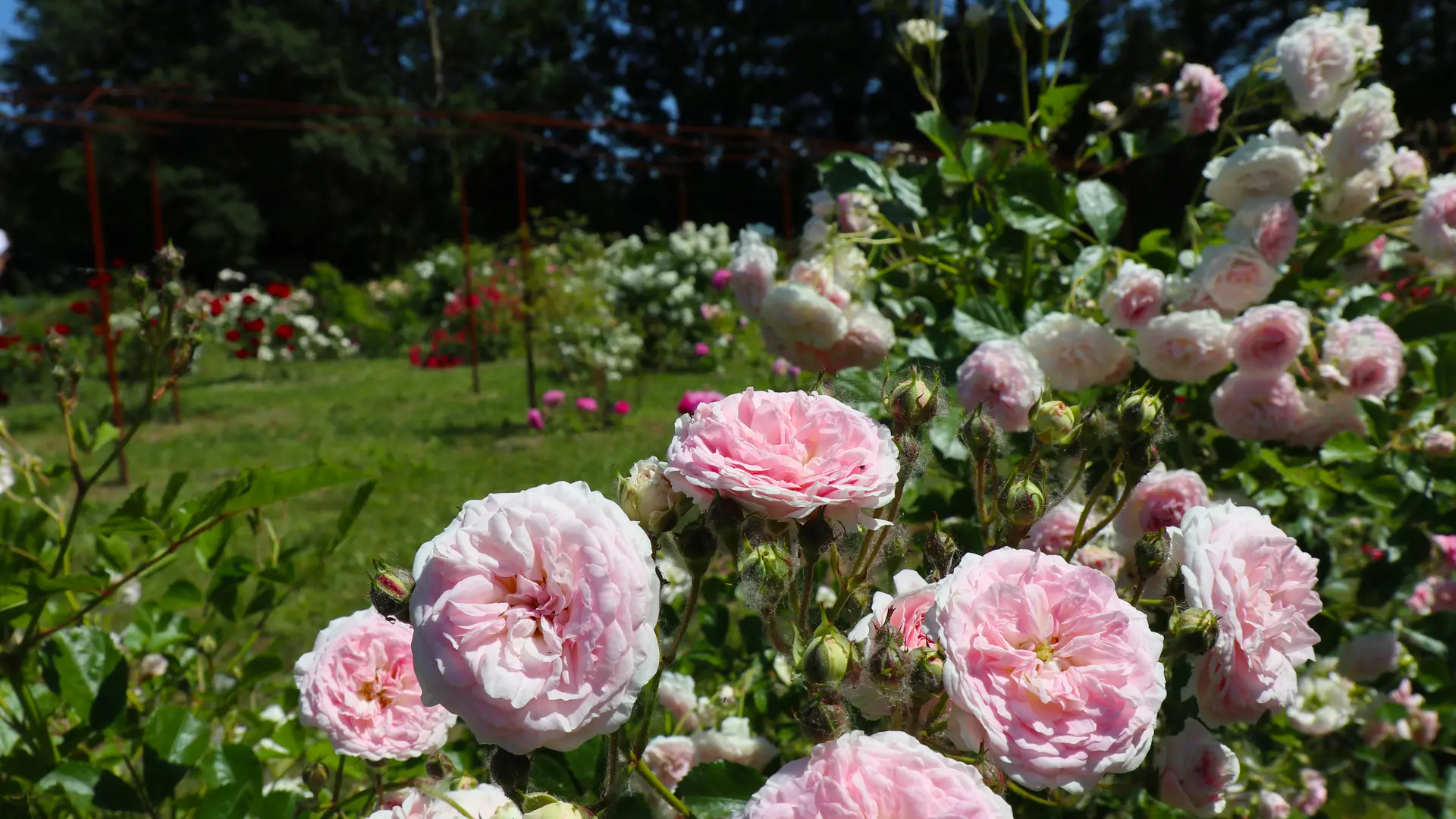 RRoses roses Le Jardin de Gassin Office de tourisme de Gassin http://gassin.eu/