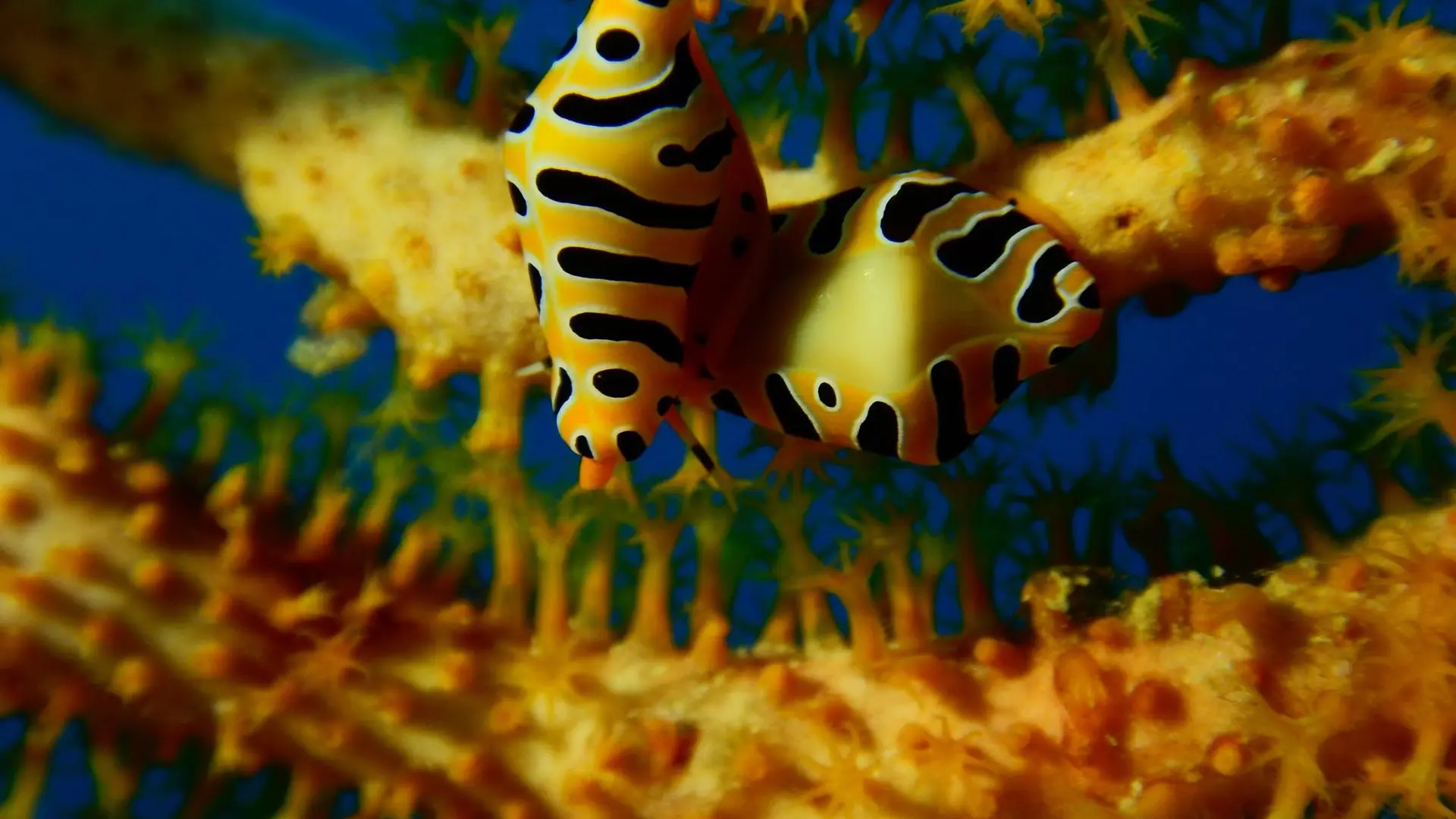 lagon, poisson, corail, poindimié