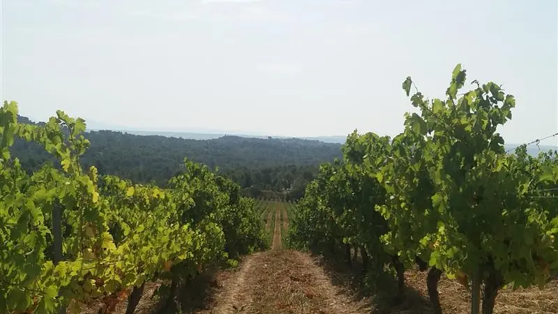 Vignes