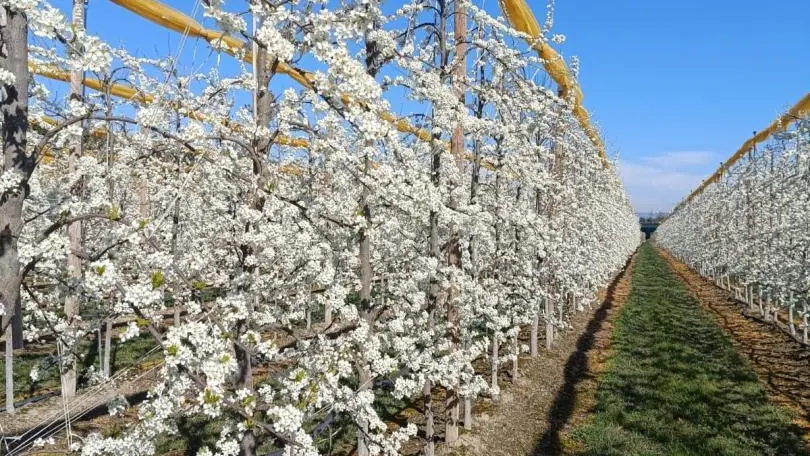 PRUNIERS EN FLEUR FIN FEVRIER DEBUT MARS