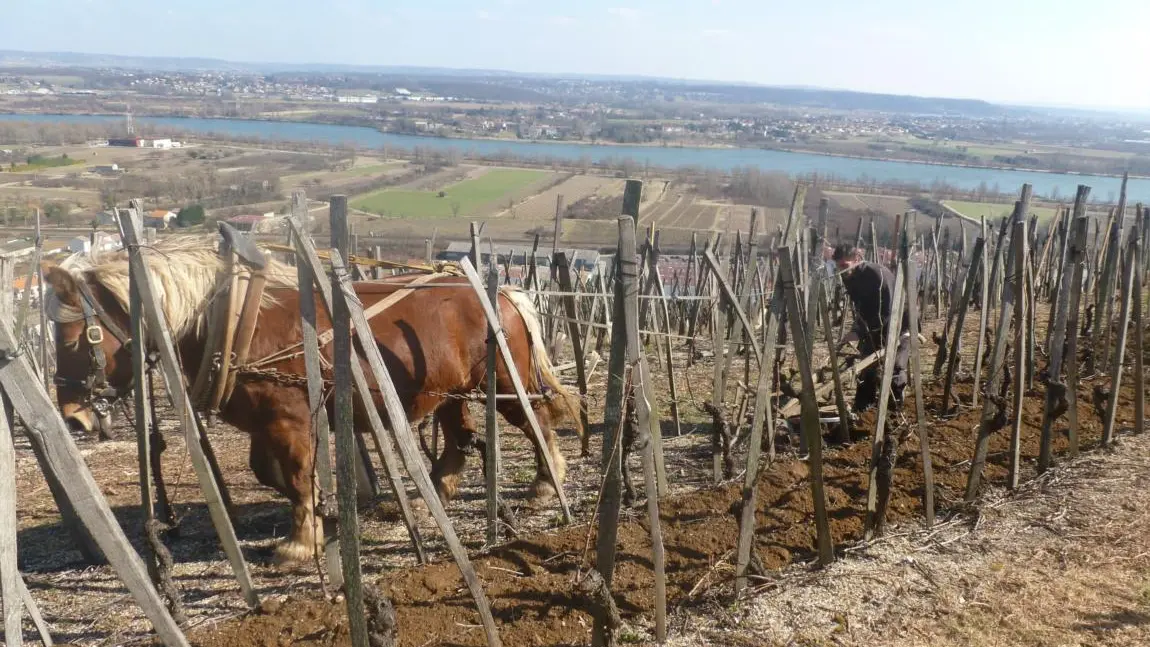 Vignobles et Découvertes