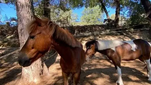 Centre équestre Le Jas des Rocs-Contes-Gîte de France Alpes-Maritimes