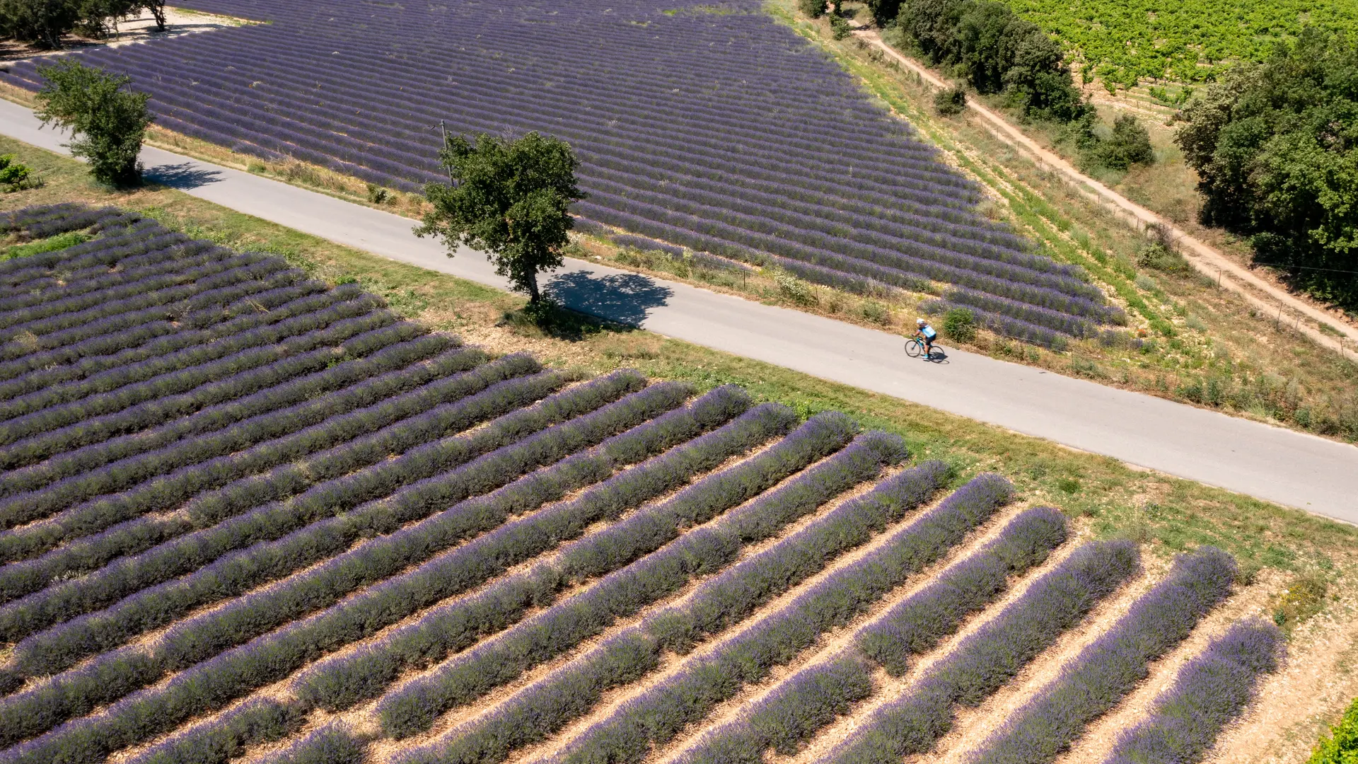 Vélo dans les champs de lavande