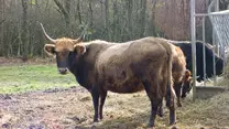Vache rustique dite