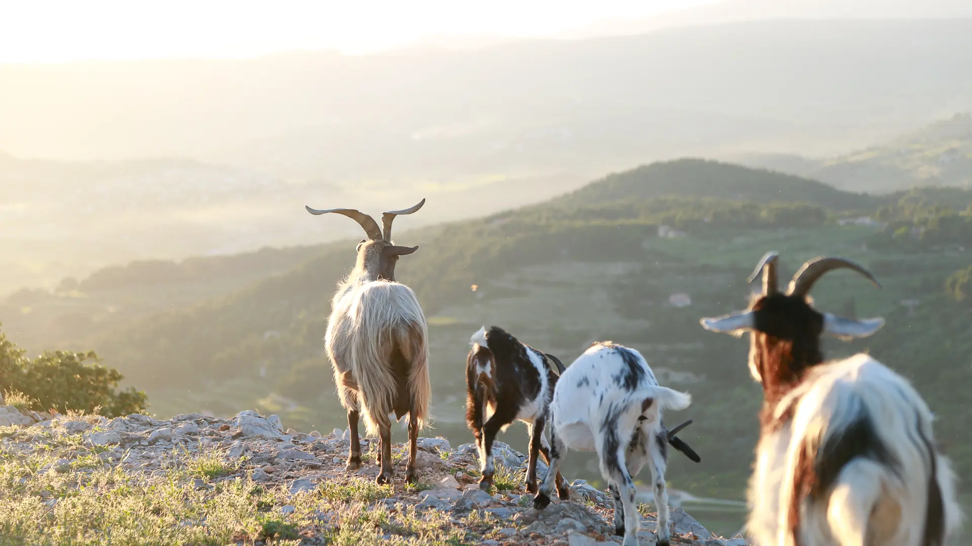 Randonnée sur le sentier des Nerthes dans le Massif du Gros Cerveau_Sanary-sur-Mer