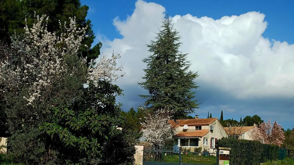 Amandiers pruniers magniola en fleurs, annoncent le Printemps, oui les oiseaux chantent ...