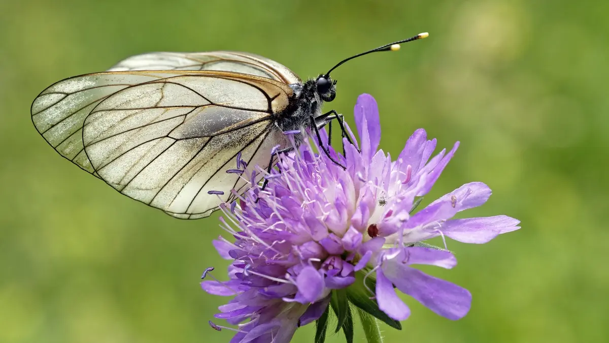 Papillon Gazé