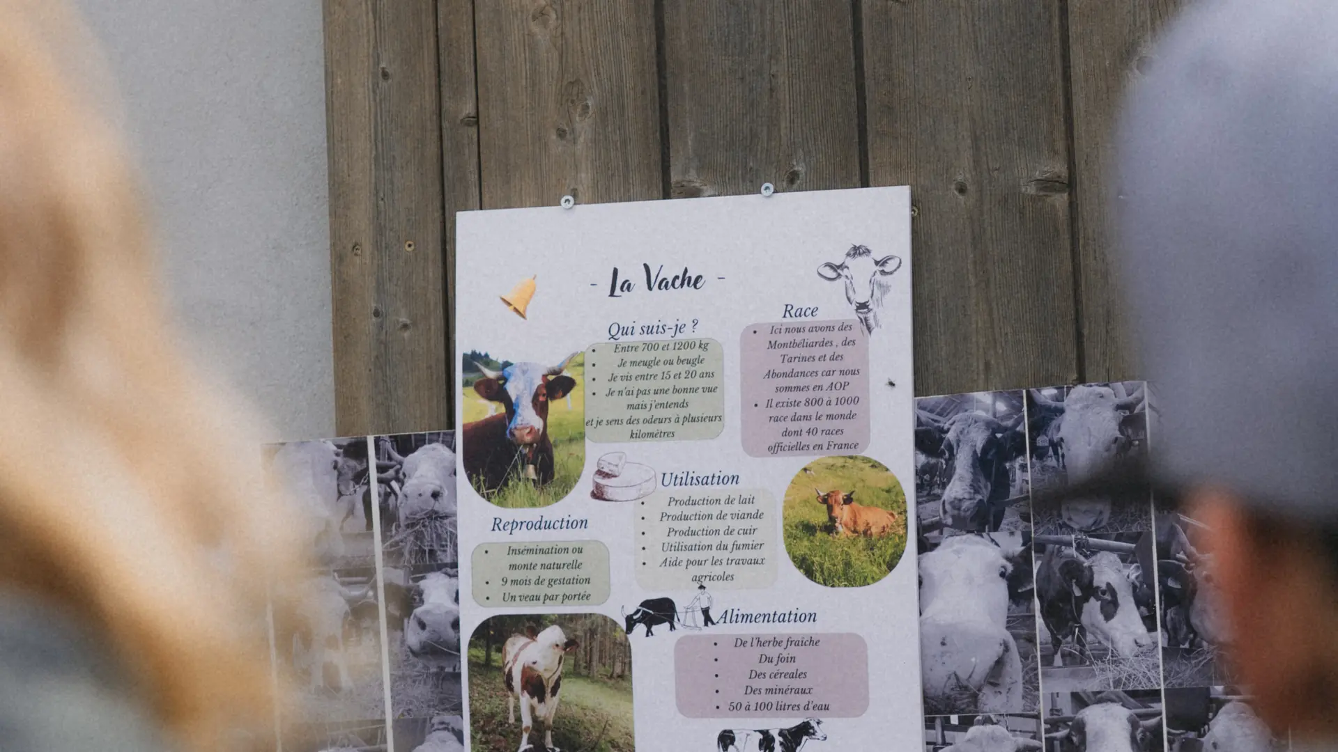 l'étable des vaches