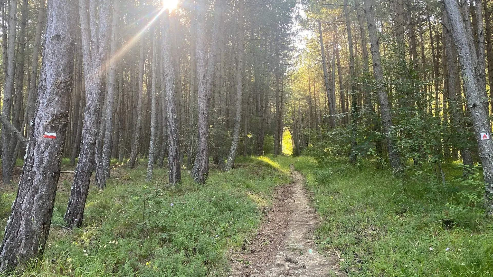 Portion en sous bois