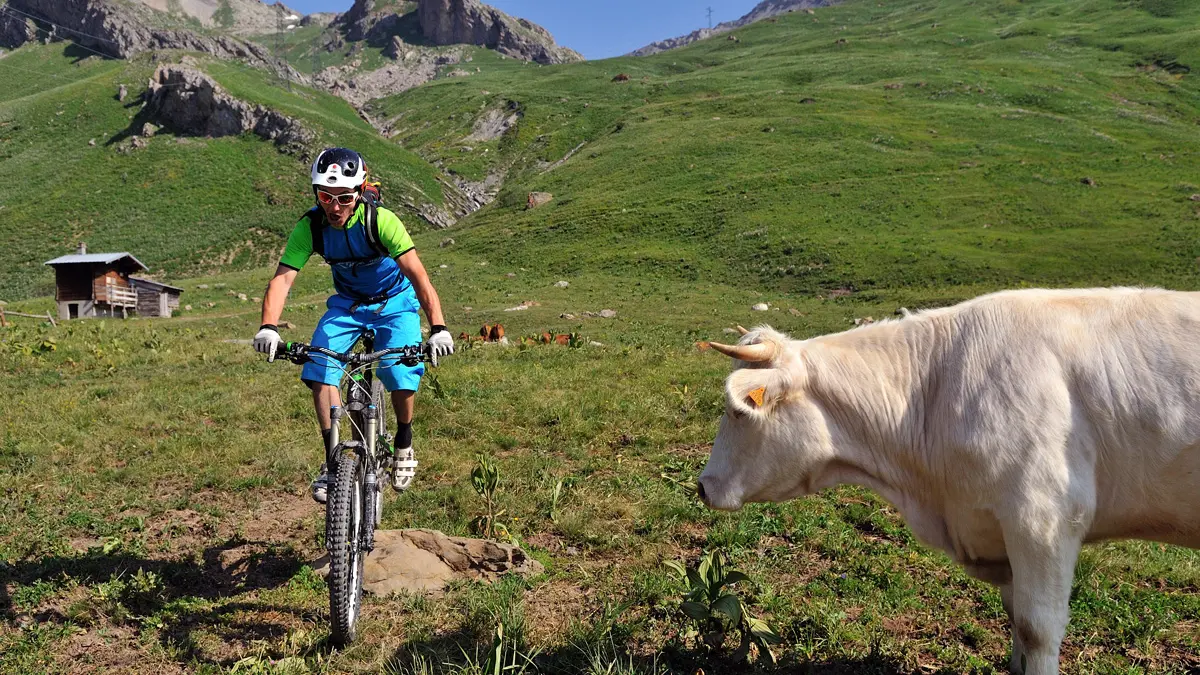 Dans les alpages sur l'ancienne route du Galibier