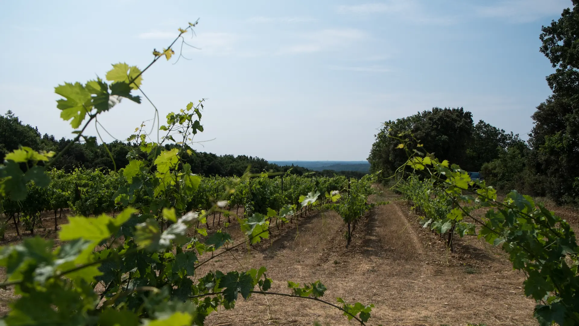 Vignoble Domaine Deleuze Rochetin en Agriculture Biologique