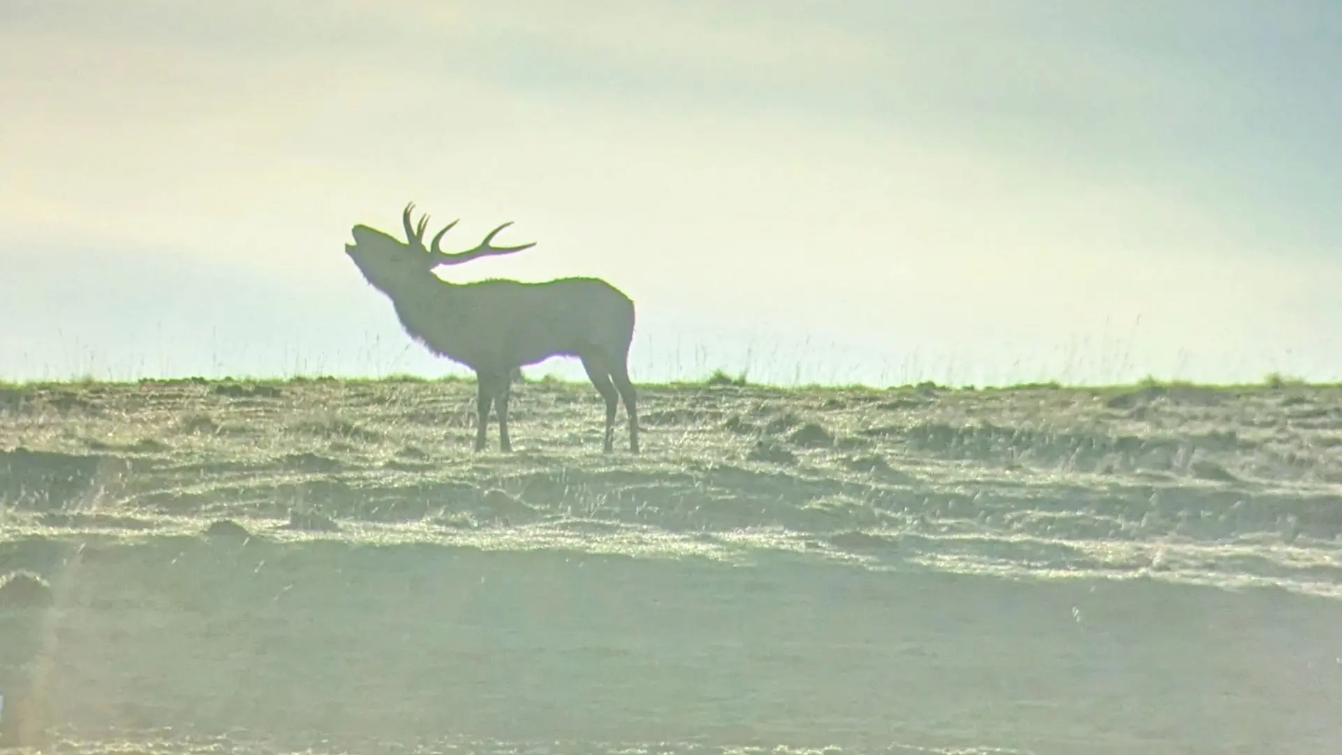 Brâme du cerf avec En terrain connu