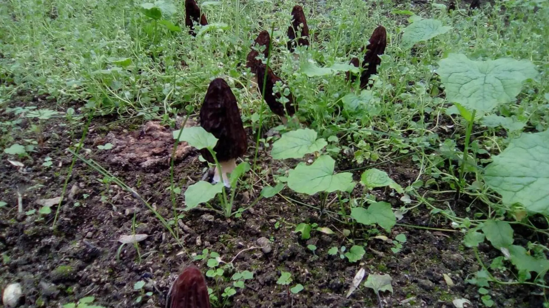 Culture de morilles