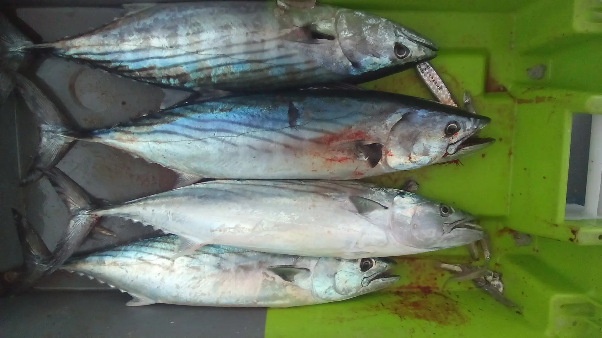 Sortie pêche en mer