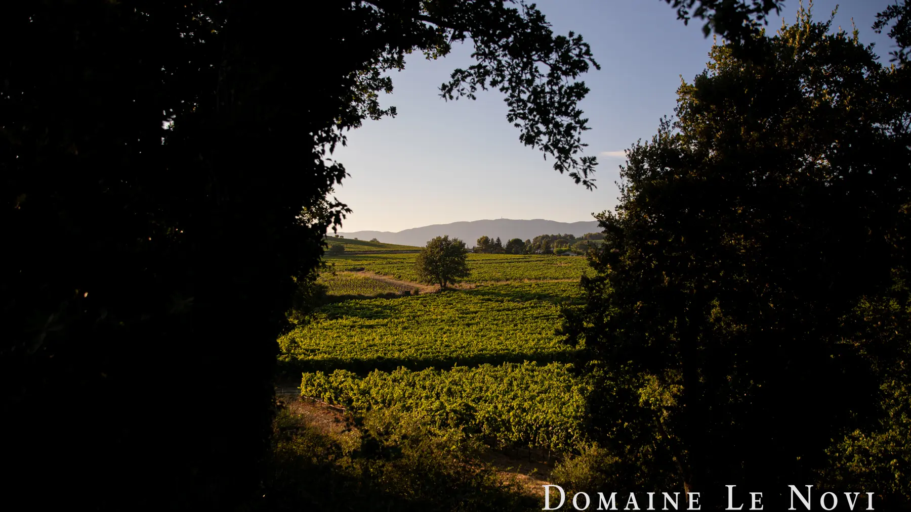 Domaine Le Novi