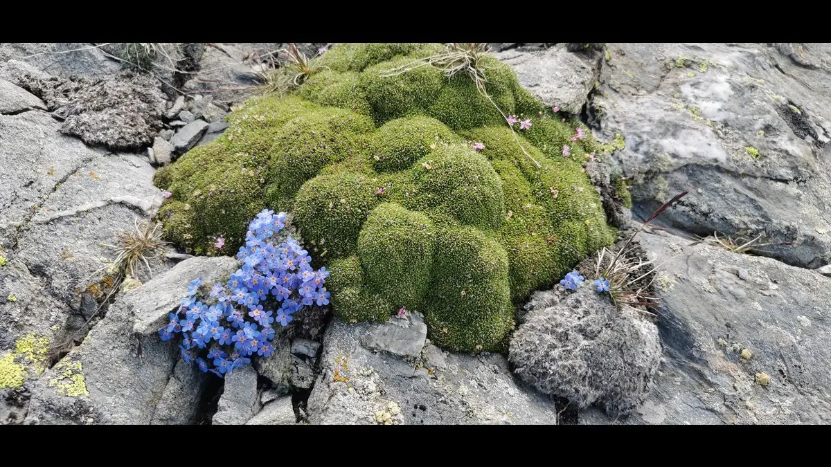 stage botanique flore alpine en Clarée