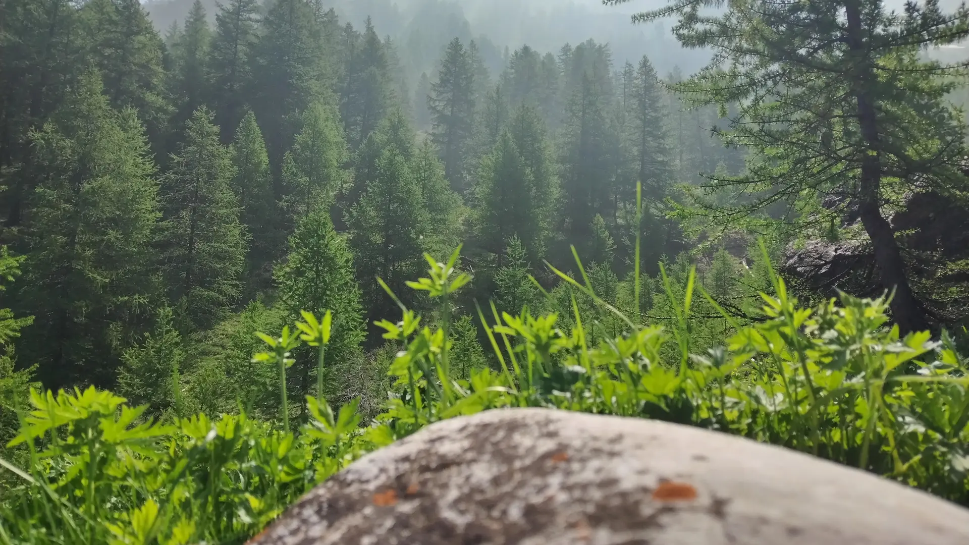 Vue à proximité du torrent Gros Rif