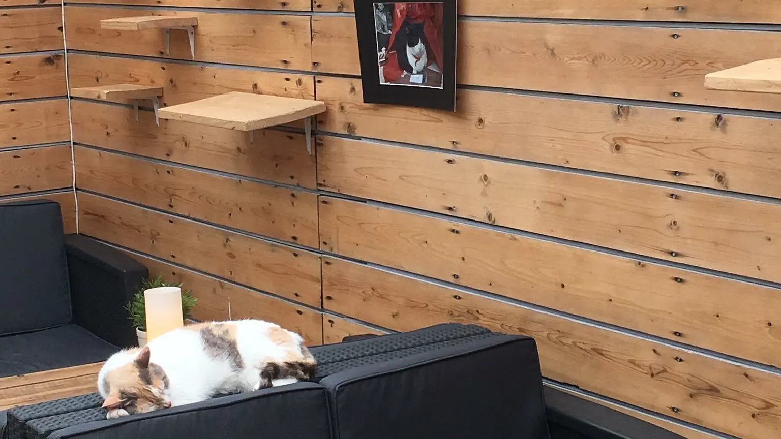 La Compagnie des Chats