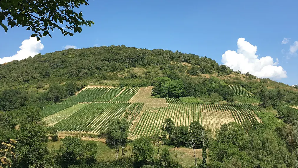 Beau panorama sur les vignes