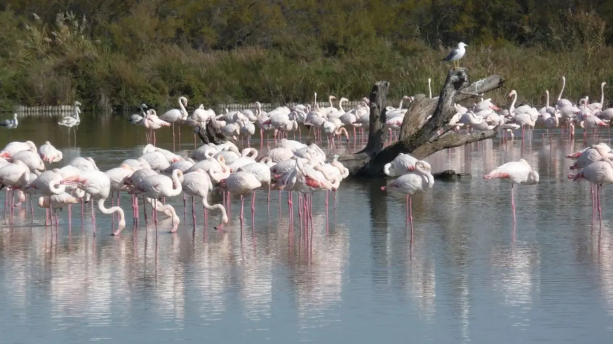 Camargue Alpille Safari