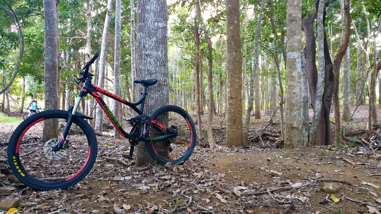Vélo dans la forêt