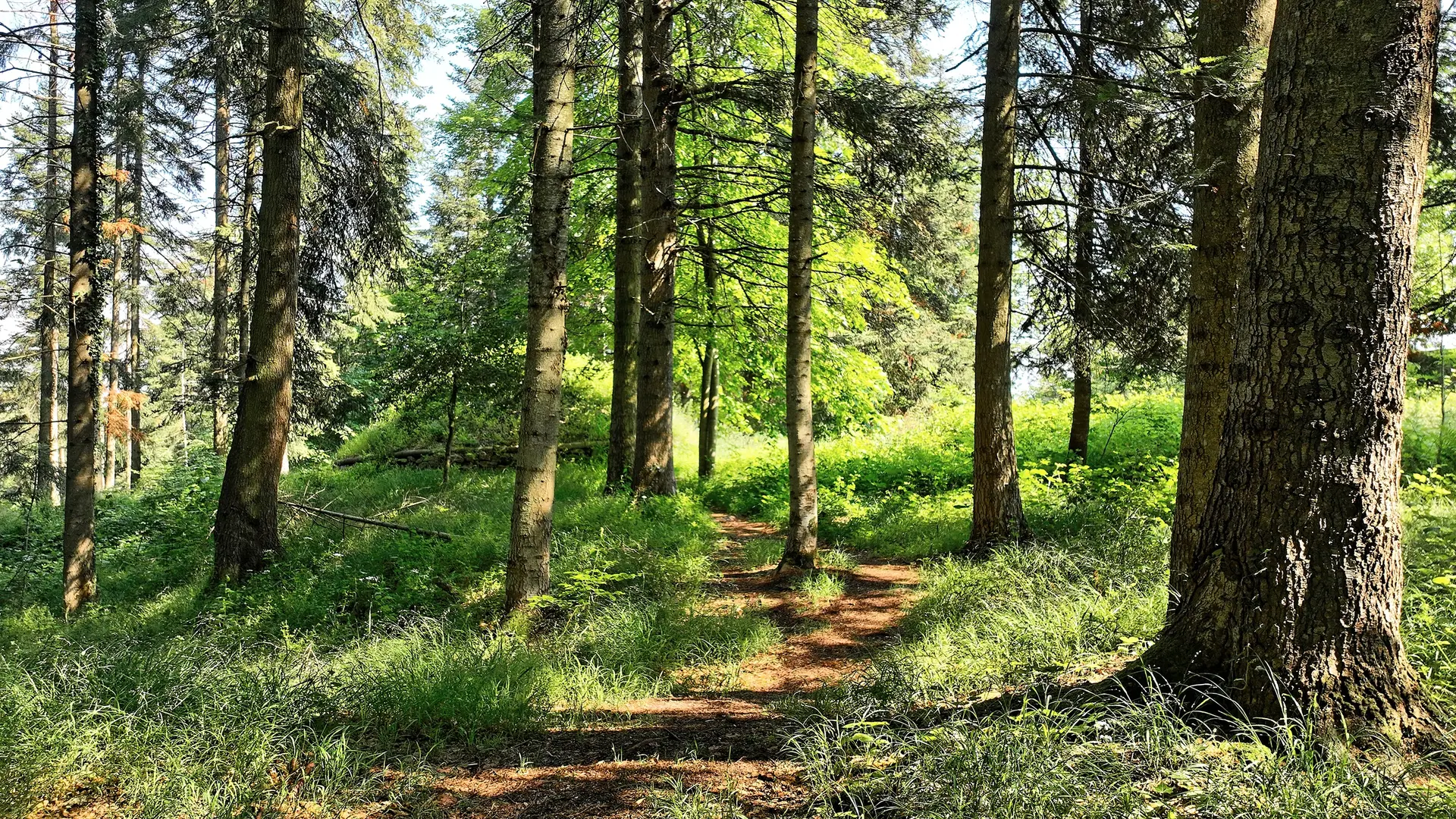 Parc de Maubourg - Saint-Maurice-de-Lignon