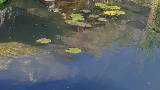 étang et canards