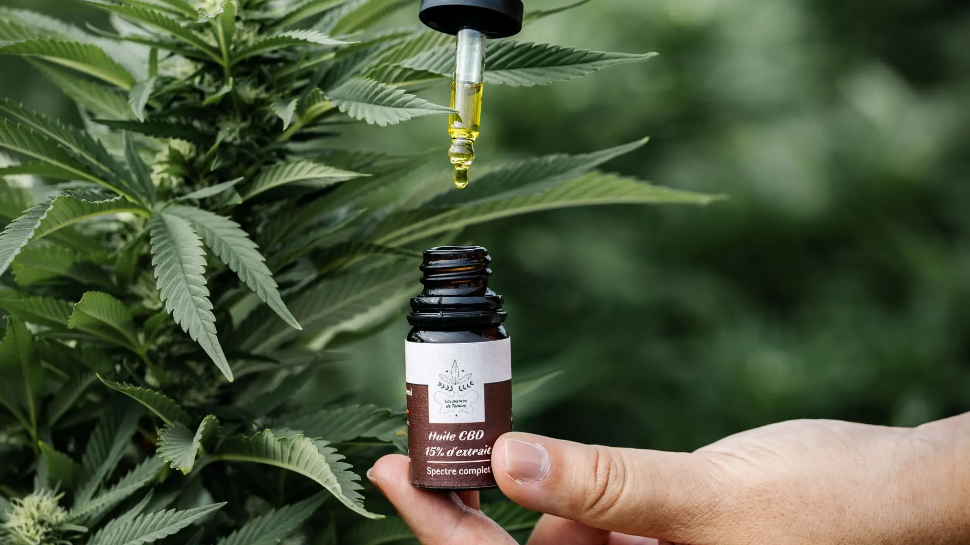 Huile CBD
