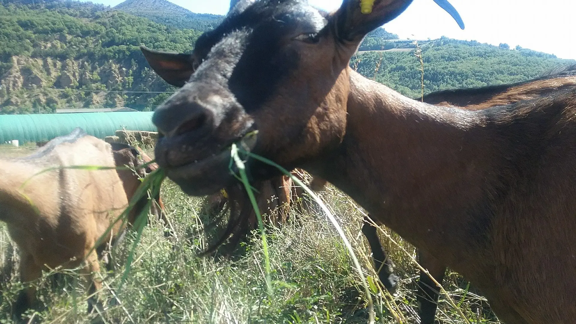 La ferme du Terrasson-Barras