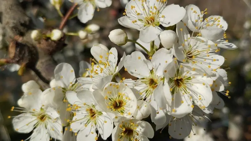 FLEURS DE PRUNIER FIN FEVRIER DEBUT MARS