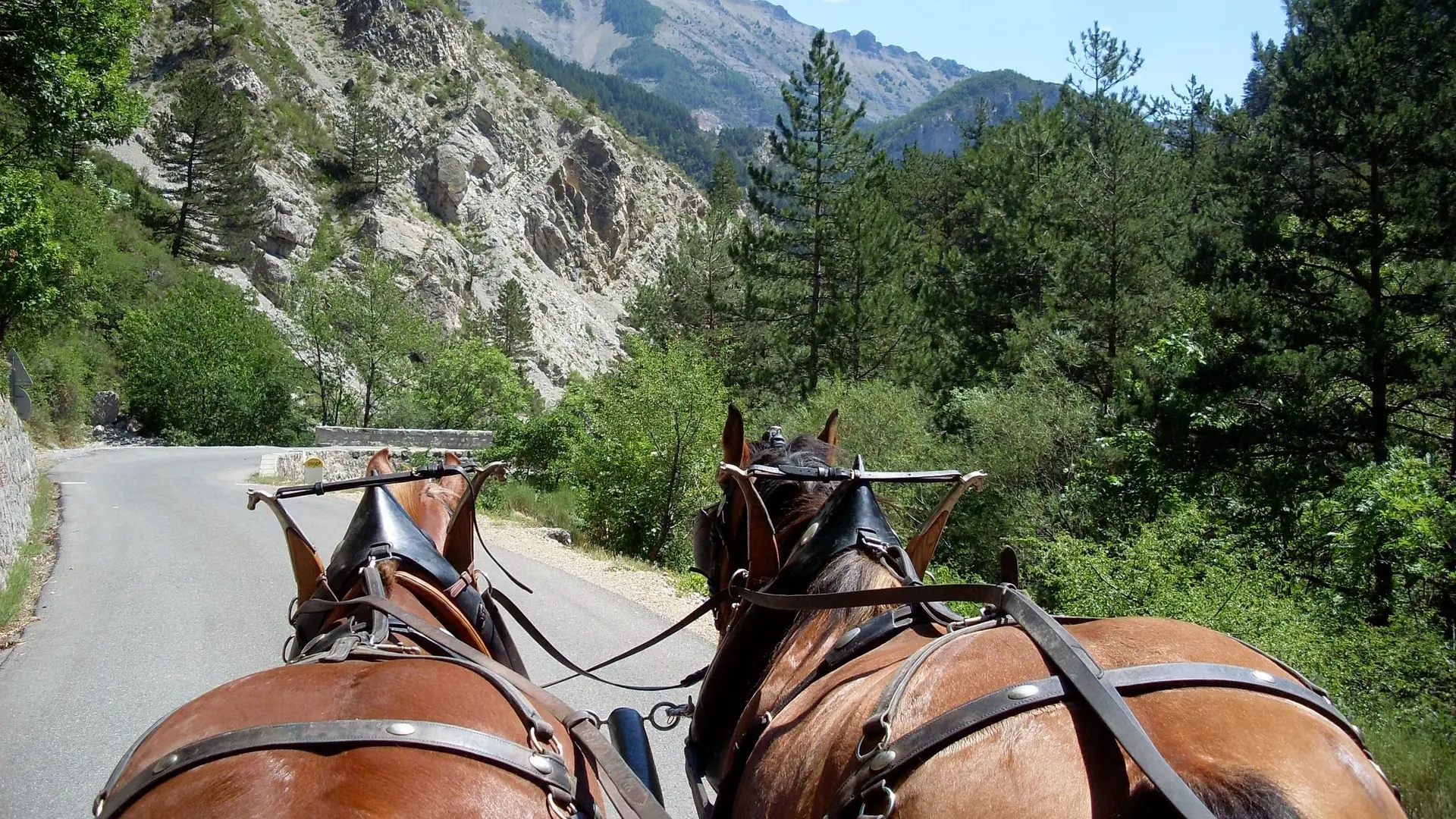 calèche chevaux de roquépine