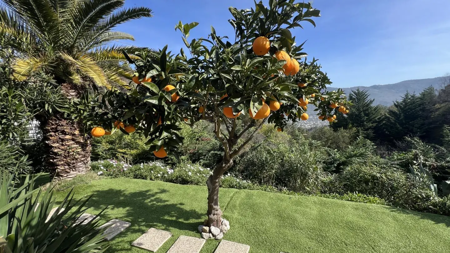 Villa palmeraie Nice® Aspremont 06 Oranger-Aspremont-Gîtes de France des Alpes-Maritimes