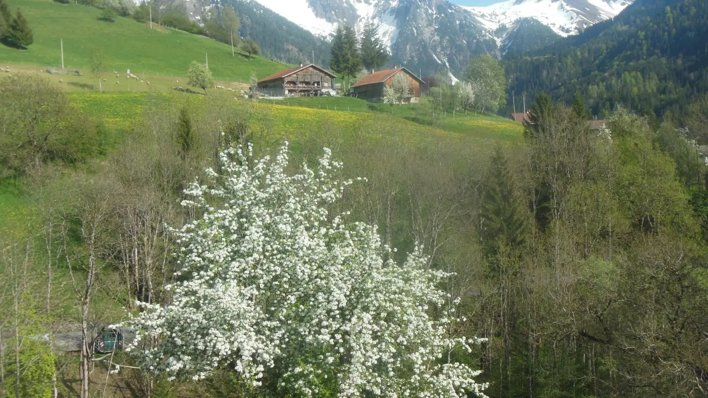 Au printemps, les arbres explosent en fleurs tandis que les sommets restent enneigés.