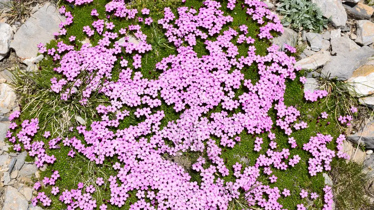 stage botanique flore alpine en Clarée