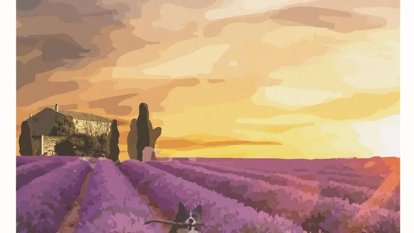 affiche champ de lavande