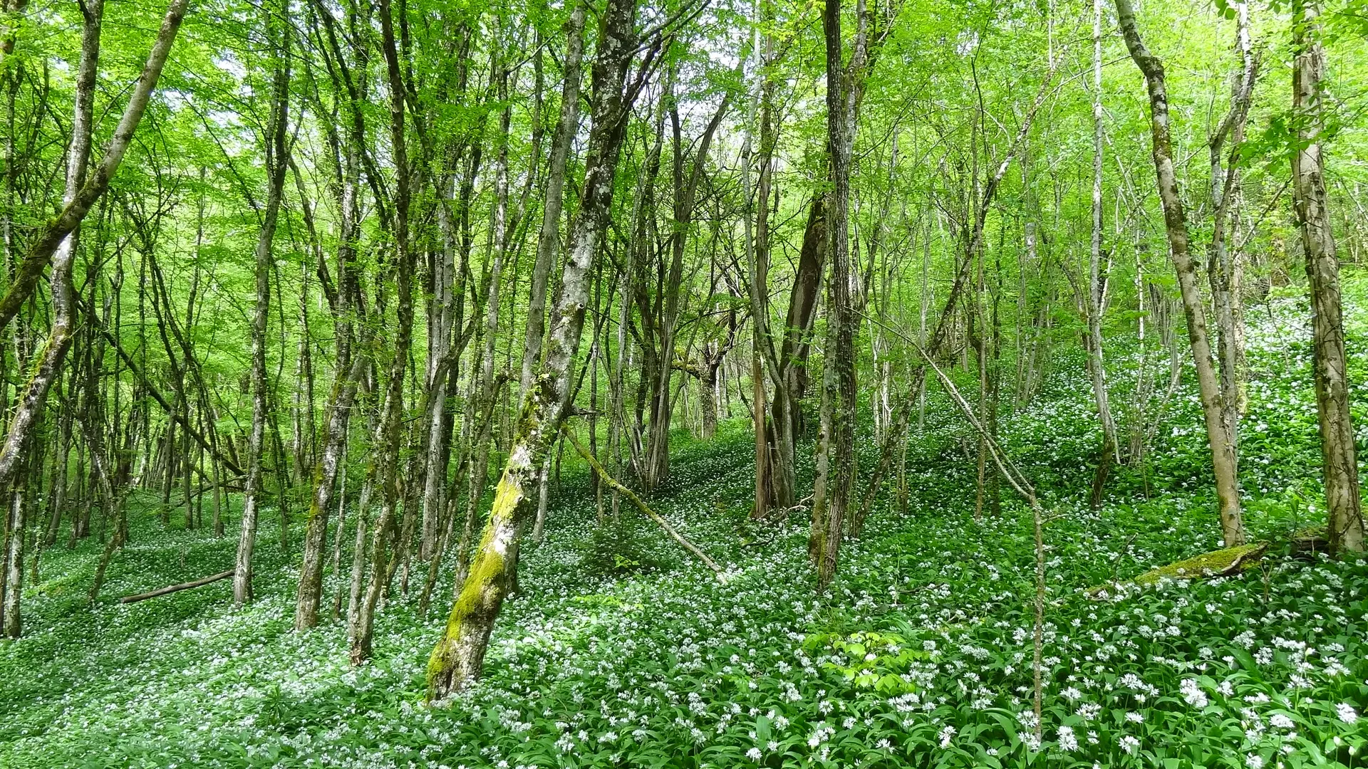 Sous-bois