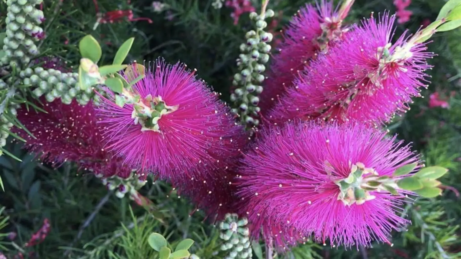 Callistemon au Jardin Zoologique Tropical à La Londe les Maures