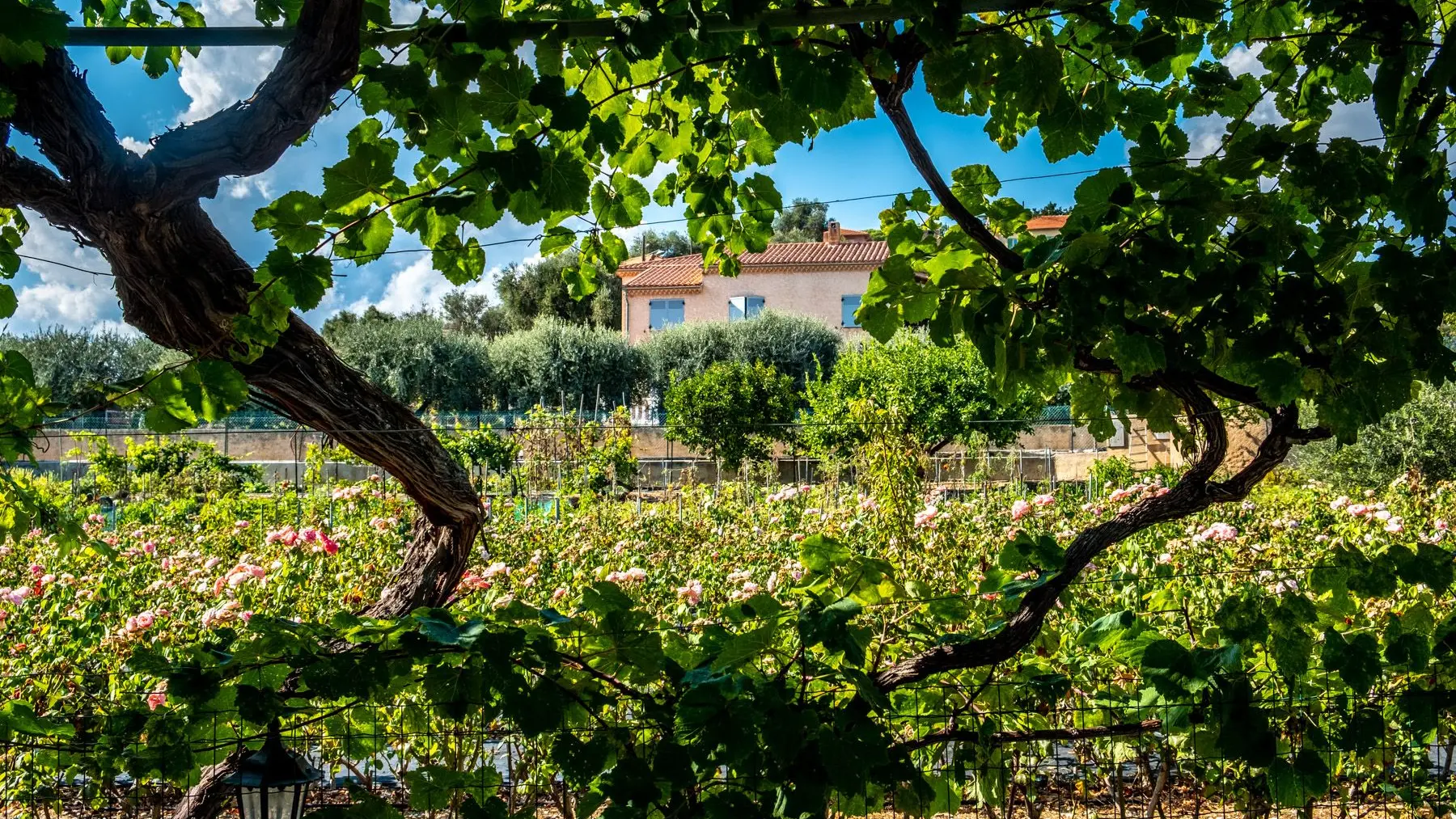 Gîte Chez Tante Jeanne-Vignes-Nice-Gîtes de France des Alpes-Maritimes