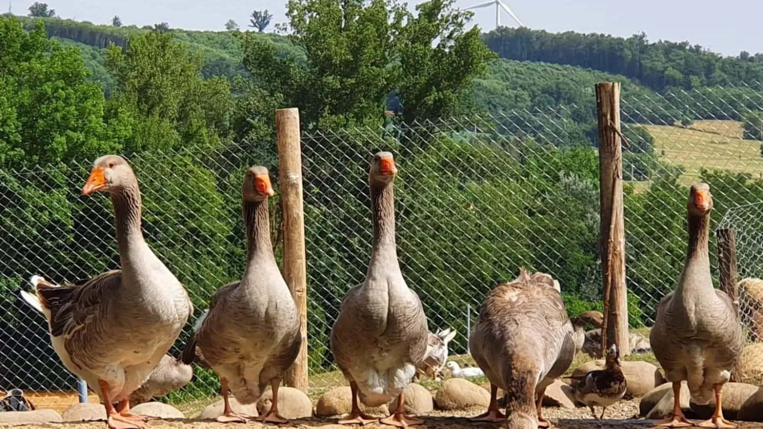 Ferme du facteur enchantée