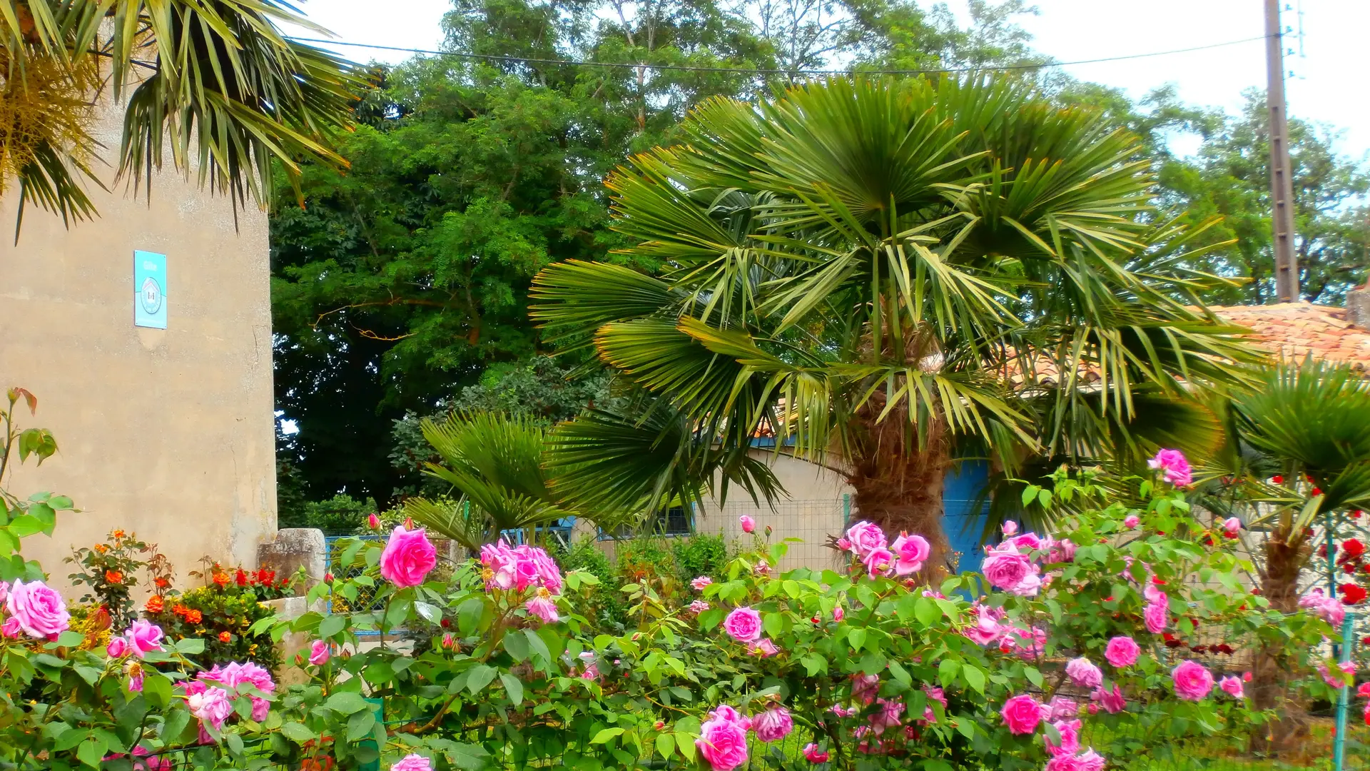 les roses et les palmiers