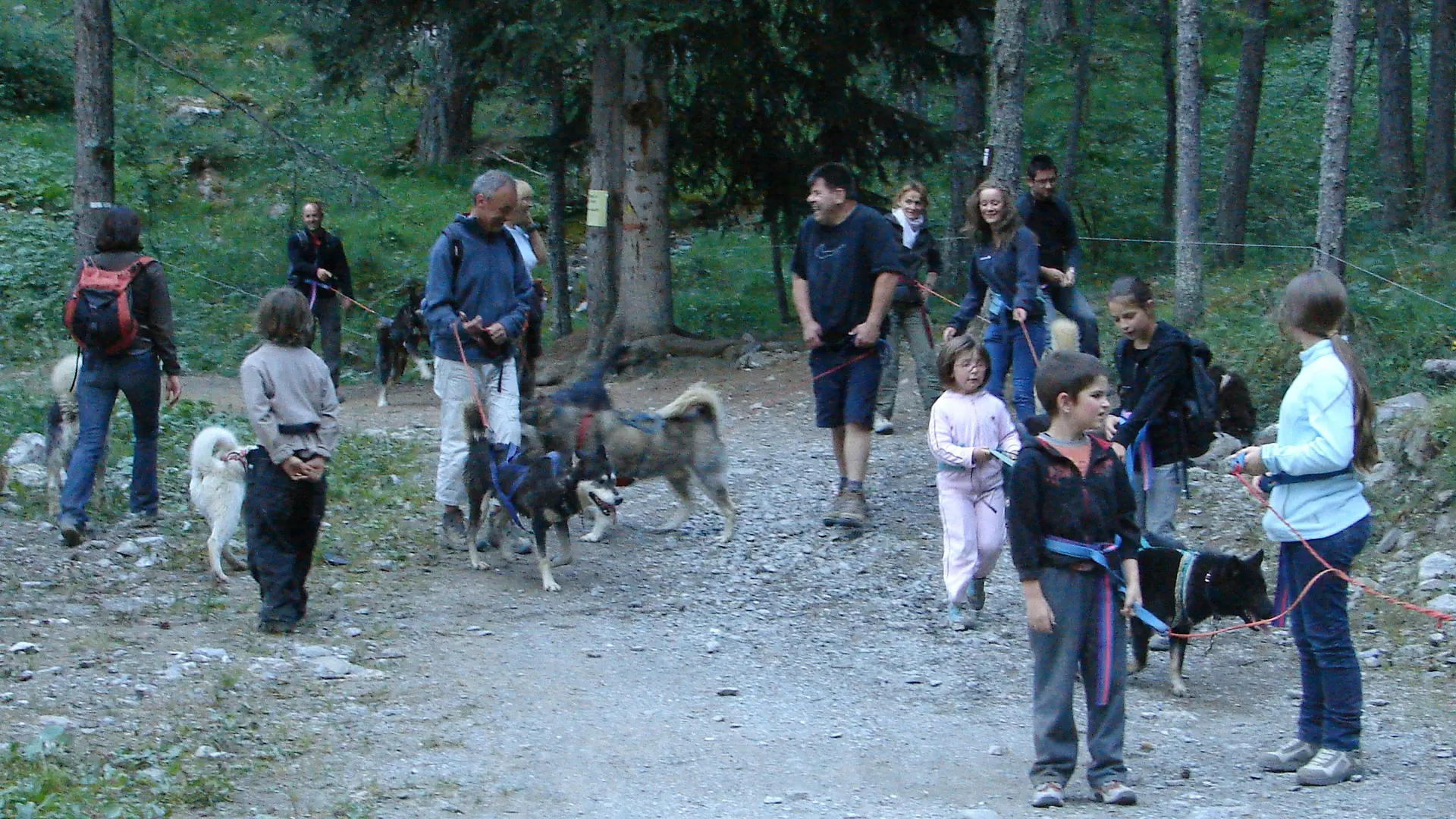 balade à pied chiens été activité