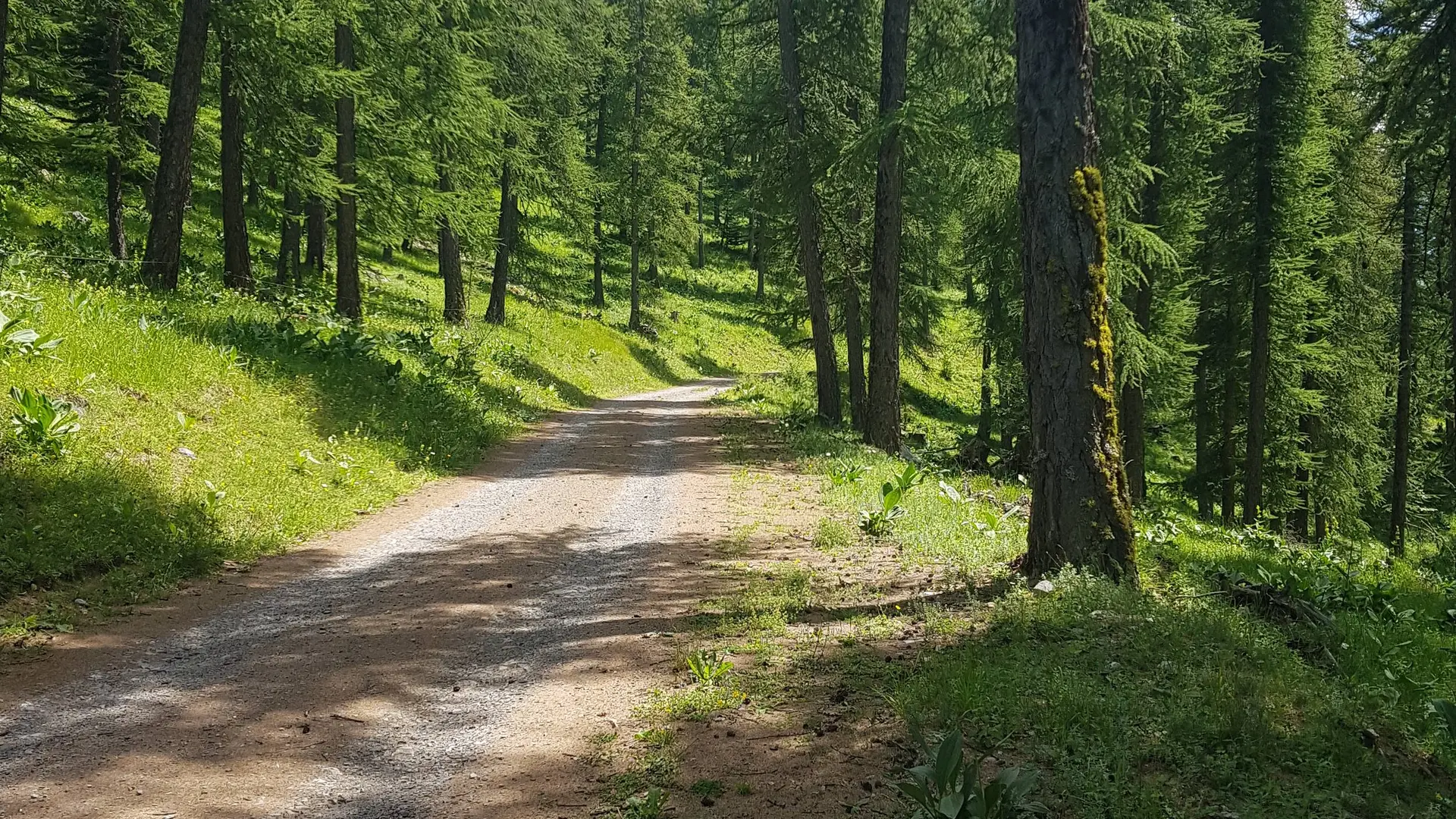 Mélézin du Pouzenc