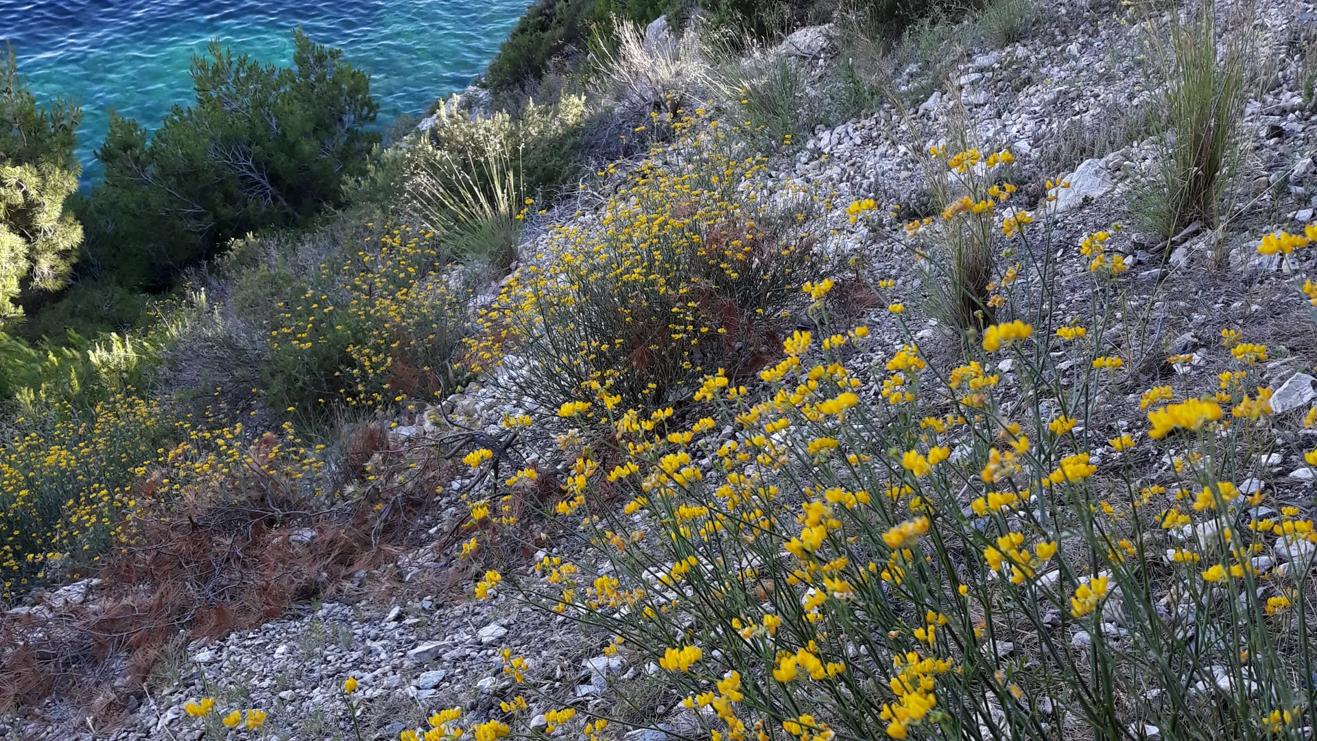 L'Esprit Calanque