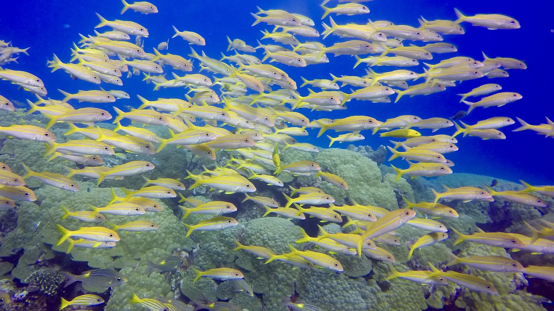 Un bond de jaunets aperçu lors d'une sortie plongée, et bien d'autres rencontres encore, vous attendent avec Mobula Diving, au départ de la Marina de Boulari !